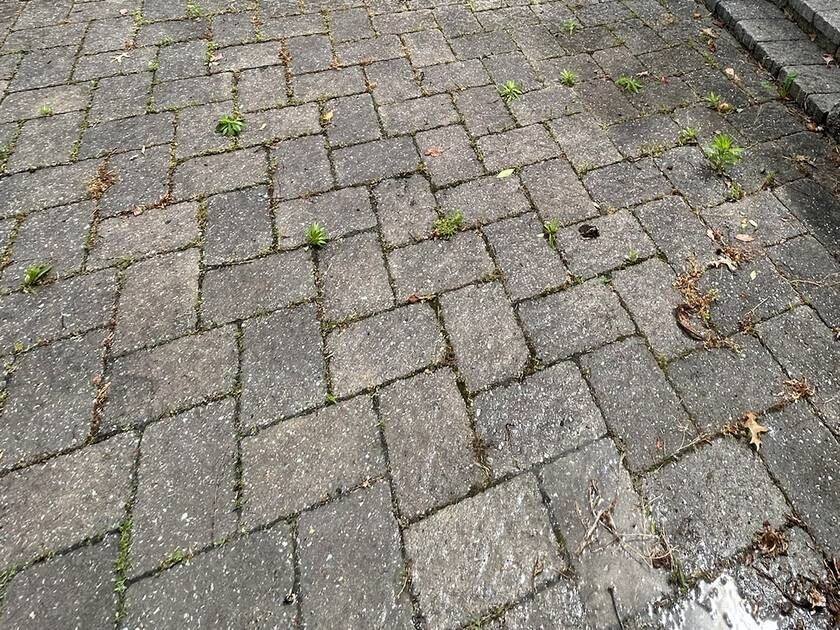 Before Paver Patio Restoration &mdash; Soft Wash & Rinse
